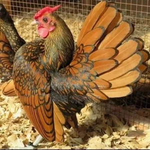 Golden Sebright