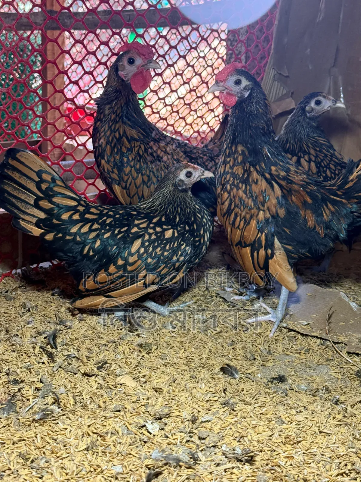 Golden Sebright