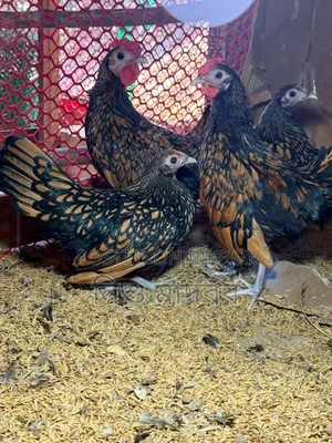Golden Sebright