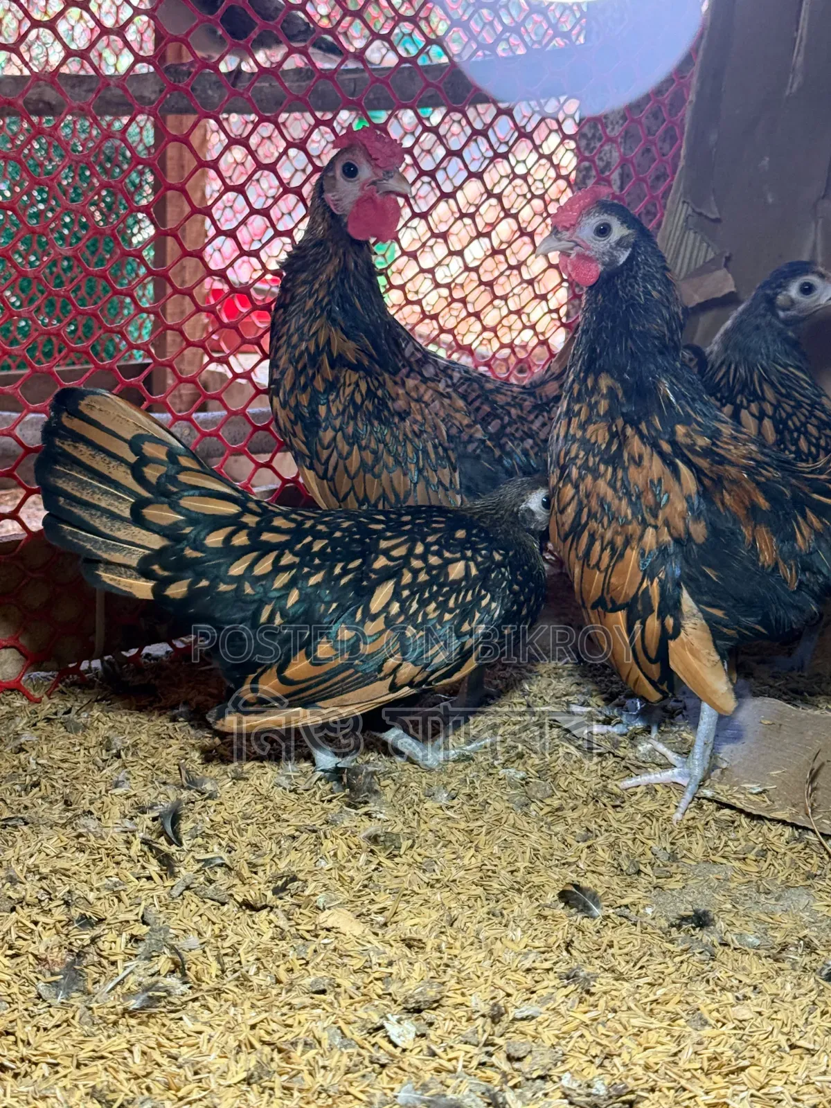 Golden Sebright