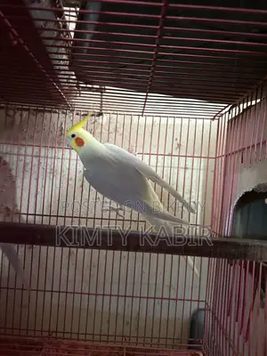 Male Cockatiel Bird