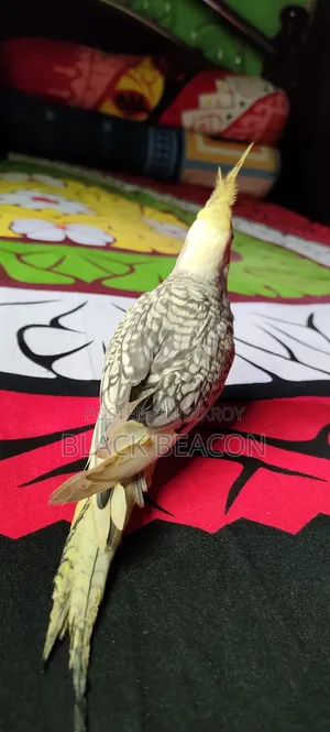 Male Cockatiel Bird