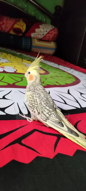 Male Cockatiel Bird