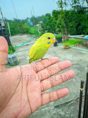 Tame bird for sale
