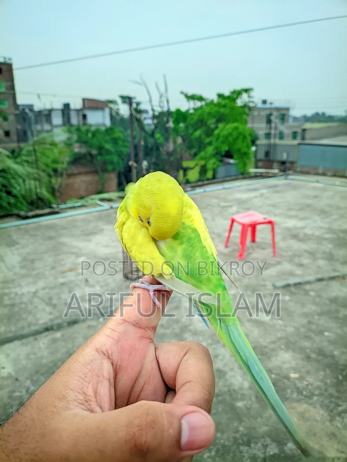 Tame bird for sale