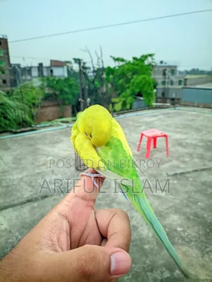 Tame bird for sale
