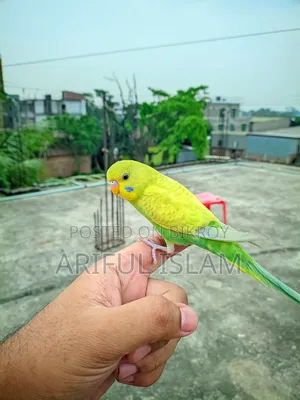 Tame bird for sale
