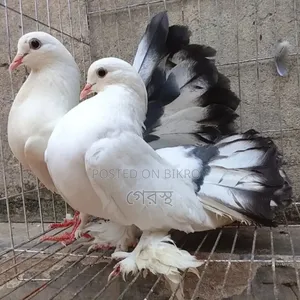 A pair of Lakha pigeons will be exchanged at a low price. #pigeon #birds #pigeon #birds