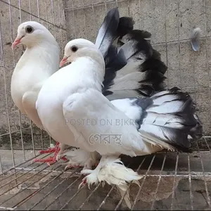 A pair of Lakha pigeons will be exchanged at a low price. #pigeon #birds #pigeon #birds