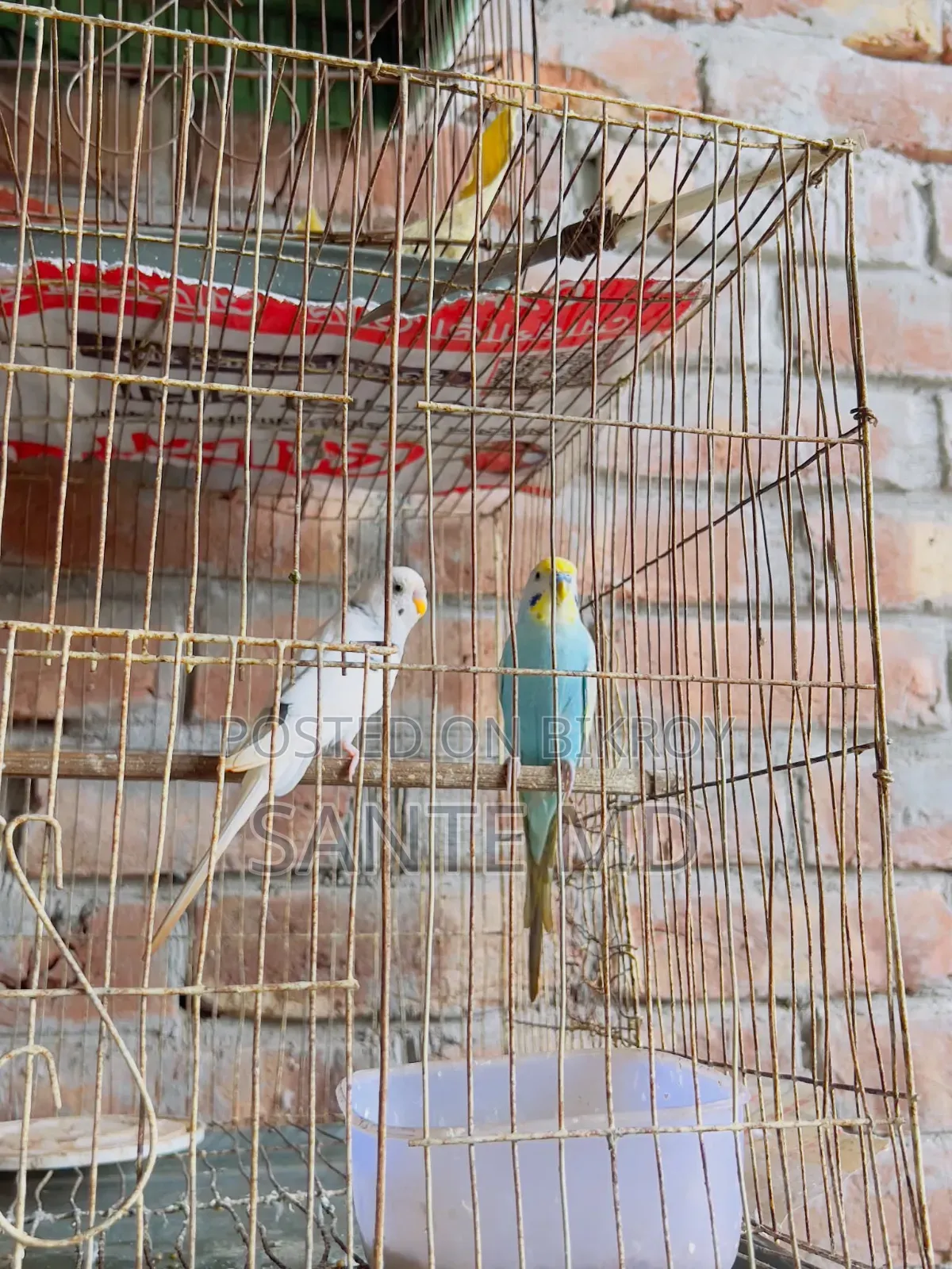 Birds Love Bird Foreign Silkie Chicken Budgie Cockatiel with Cage