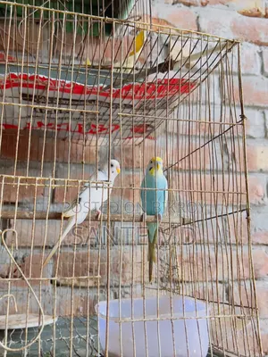 Birds Love Bird Foreign Silkie Chicken Budgie Cockatiel with Cage