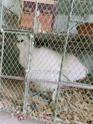 Birds Love Bird Foreign Silkie Chicken Budgie Cockatiel with Cage
