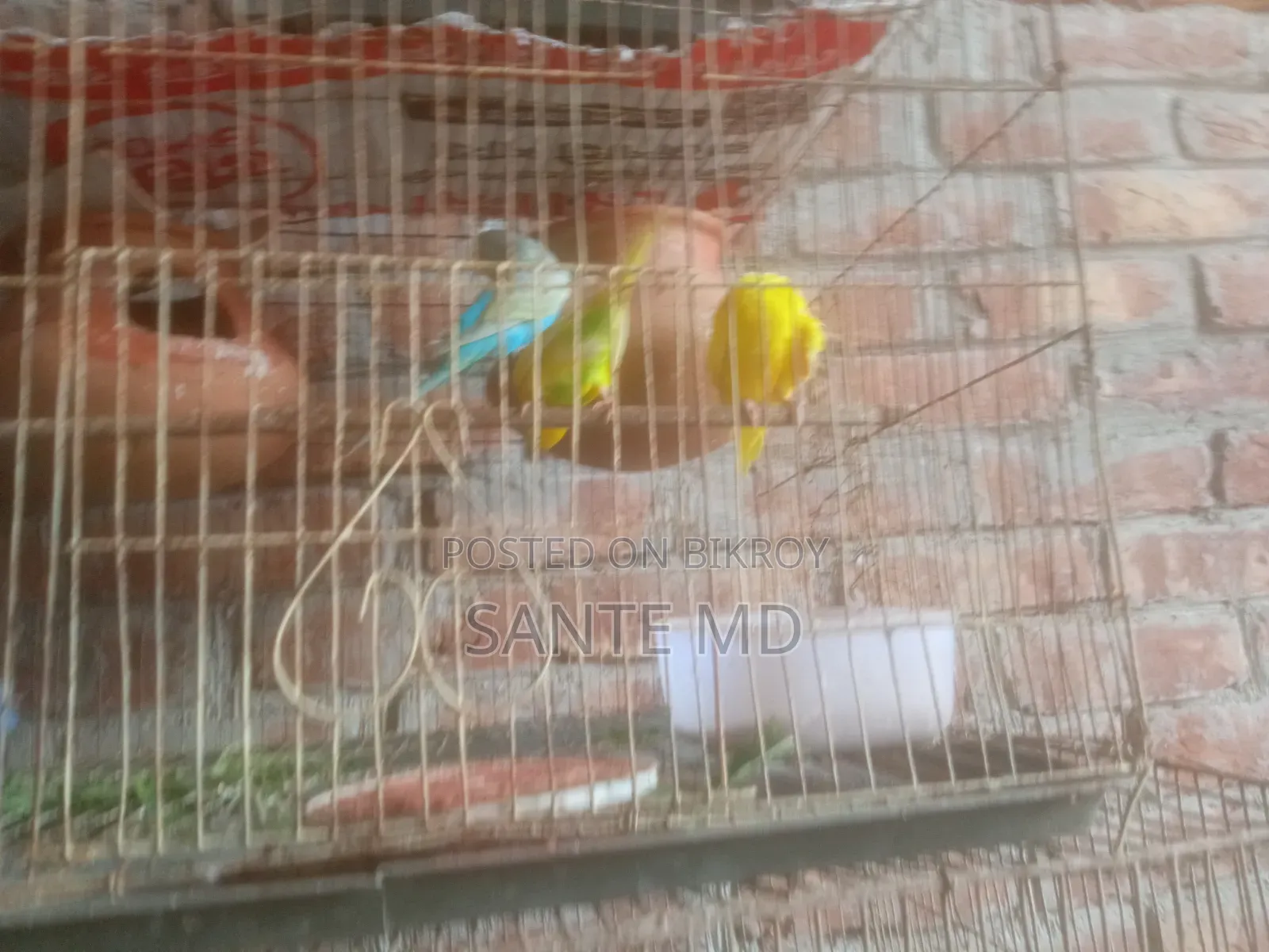 Birds Love Bird Foreign Silkie Chicken Budgie Cockatiel with Cage
