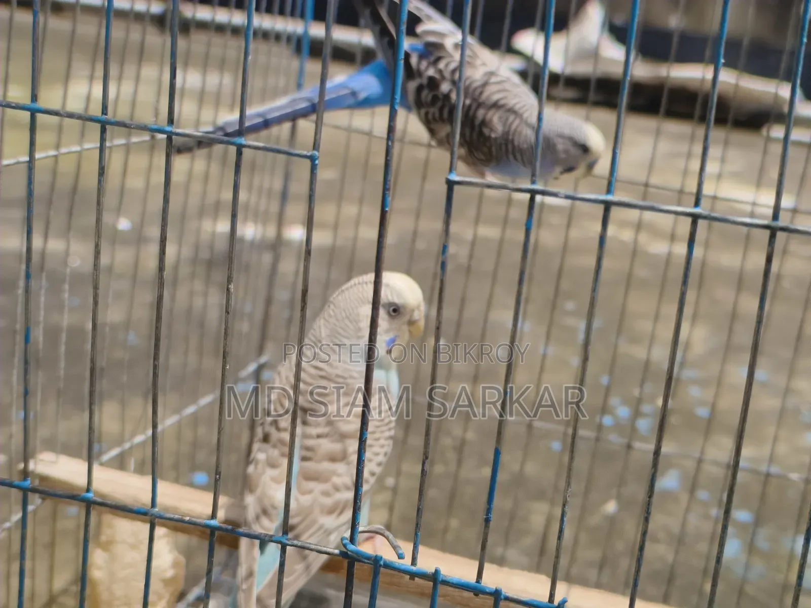 Budgerigar birds for sale