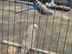 Budgerigar birds for sale
