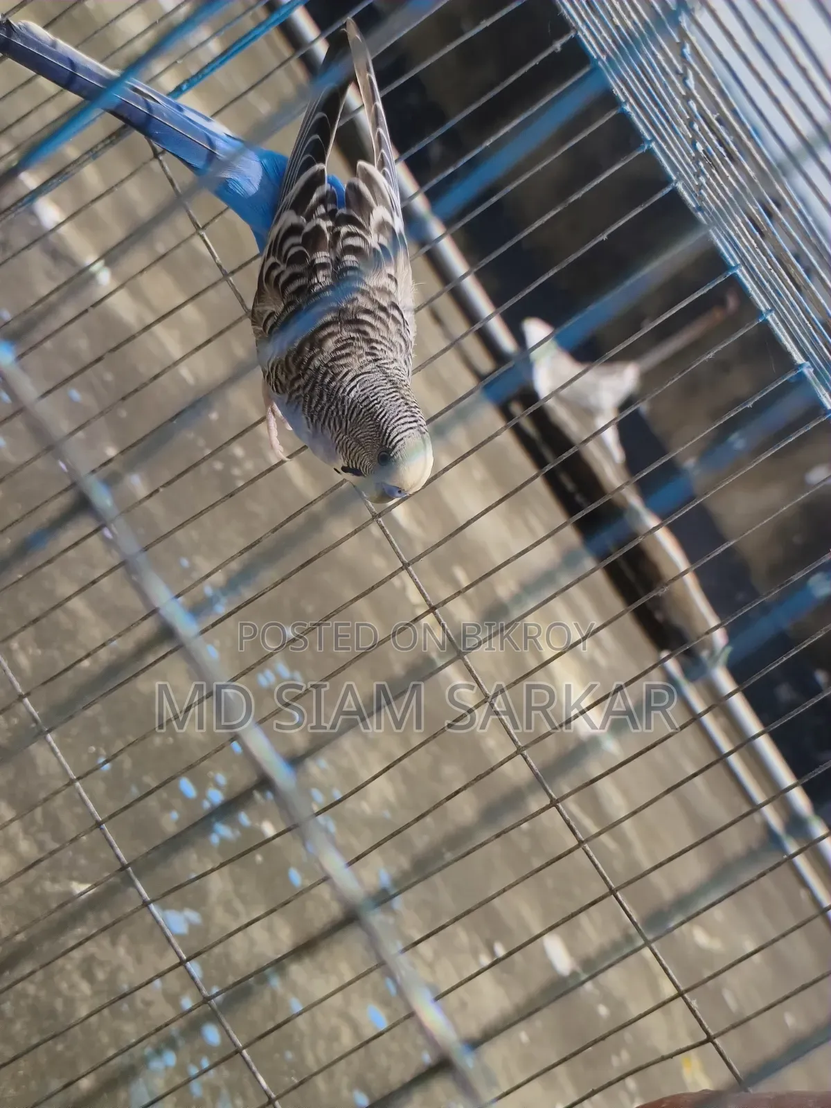 Budgerigar birds for sale