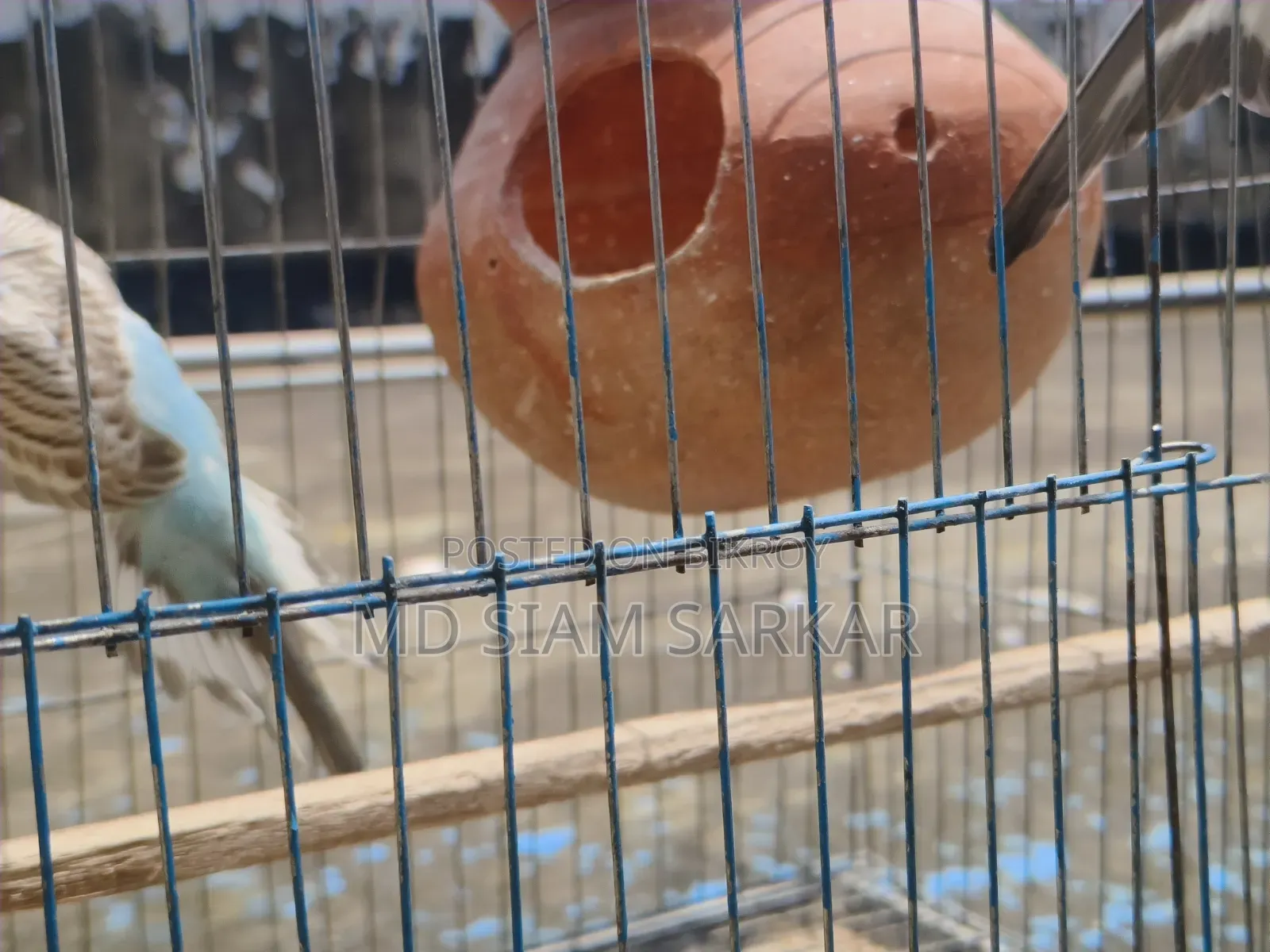 Budgerigar birds for sale