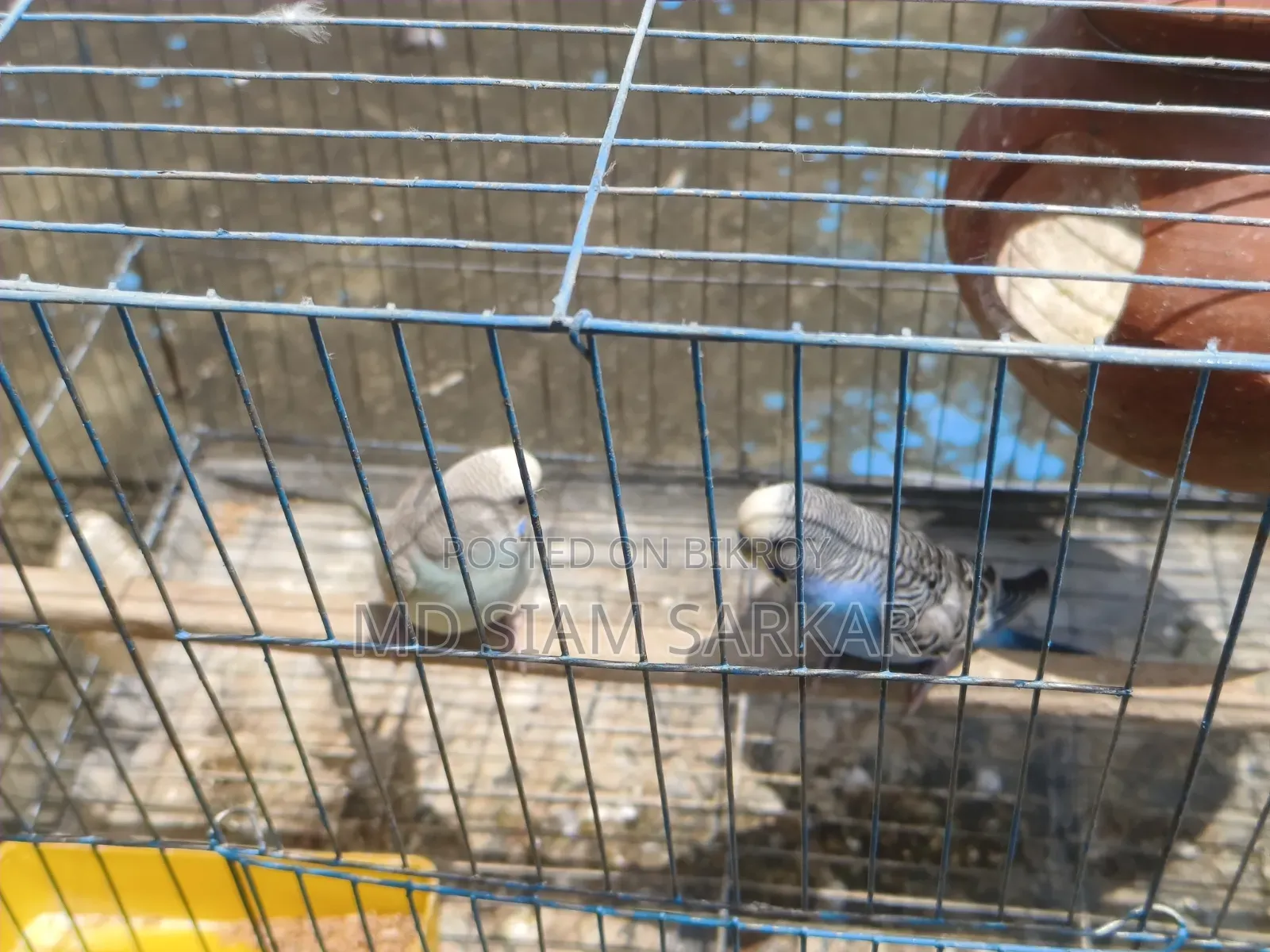 Budgerigar birds for sale