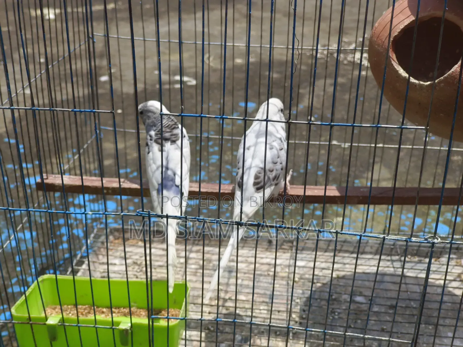 Budgerigars for sale