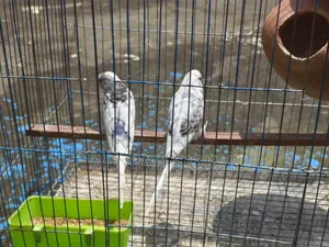 Budgerigars for sale