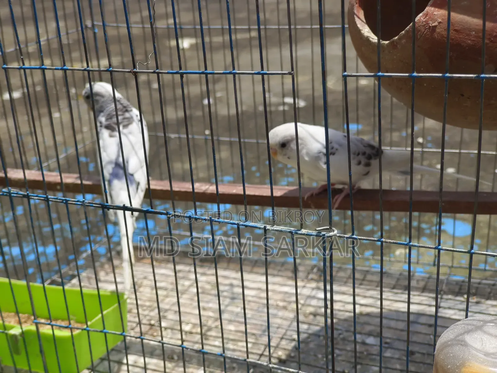 Budgerigars for sale
