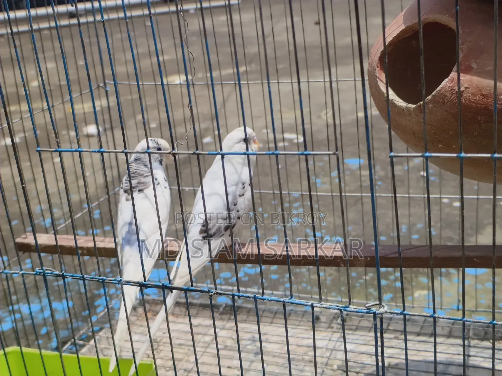 Budgerigars for sale