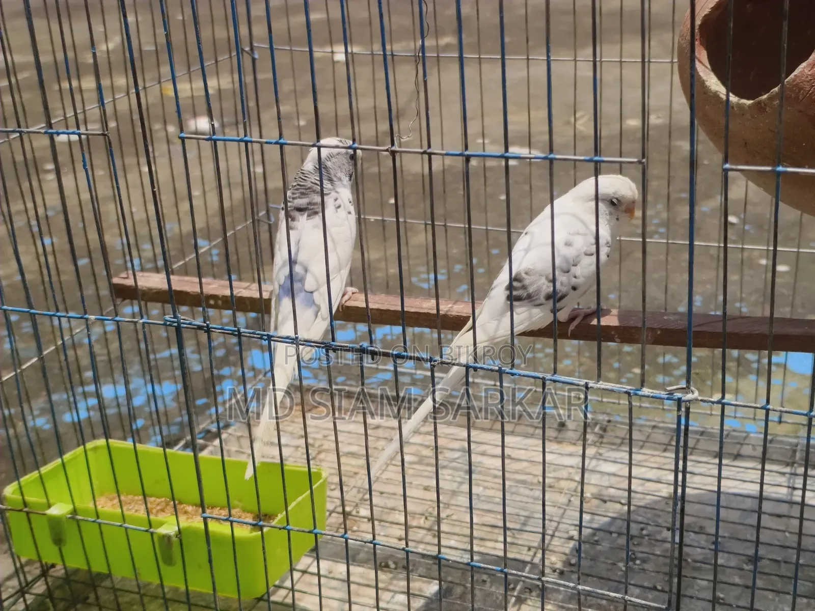 Budgerigars for sale