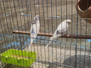 Budgerigars for sale