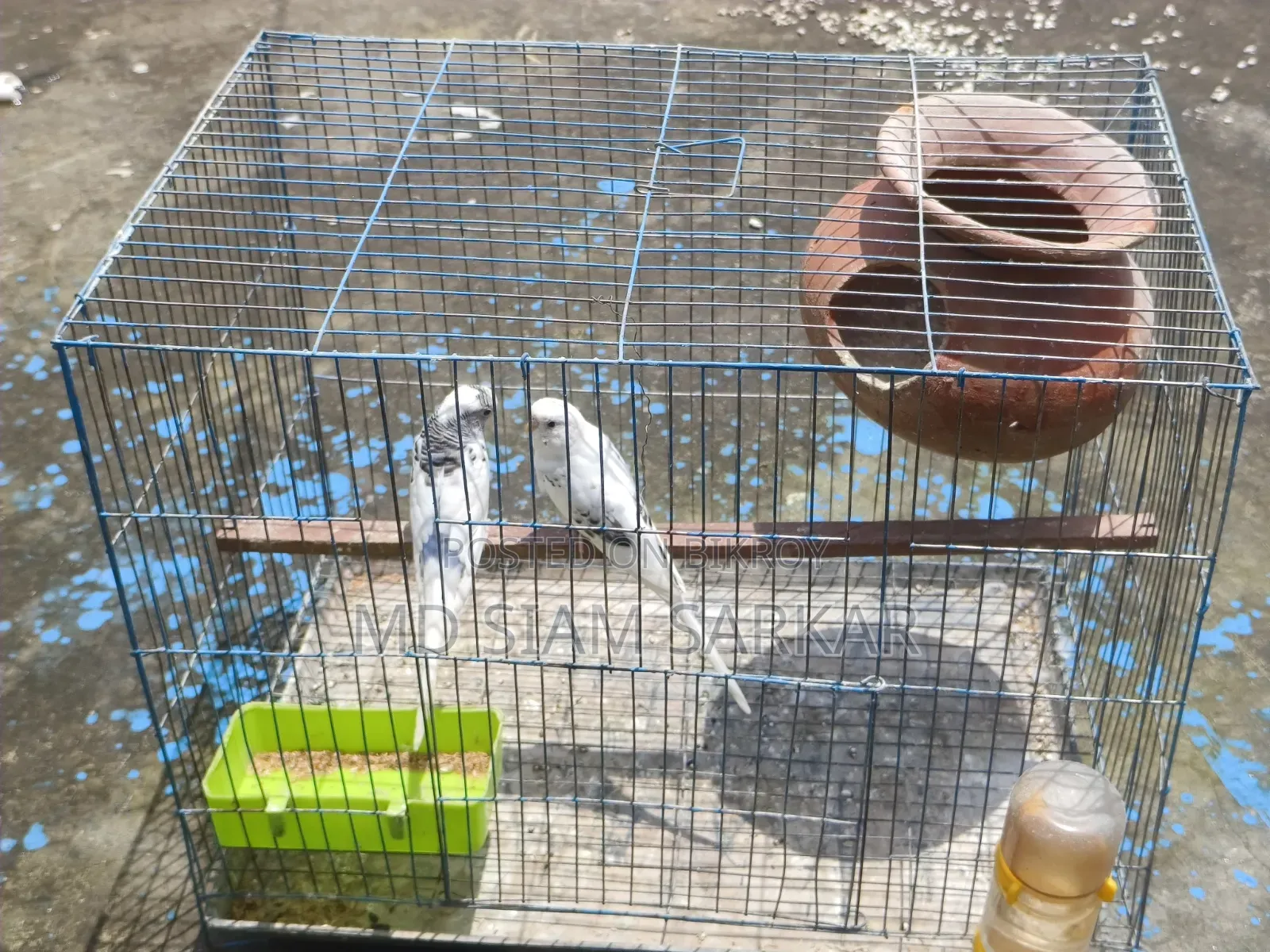 Budgerigars for sale