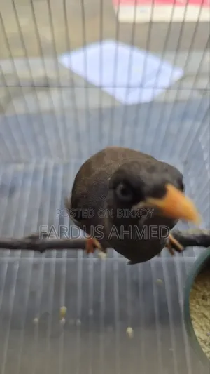 Myna Bird