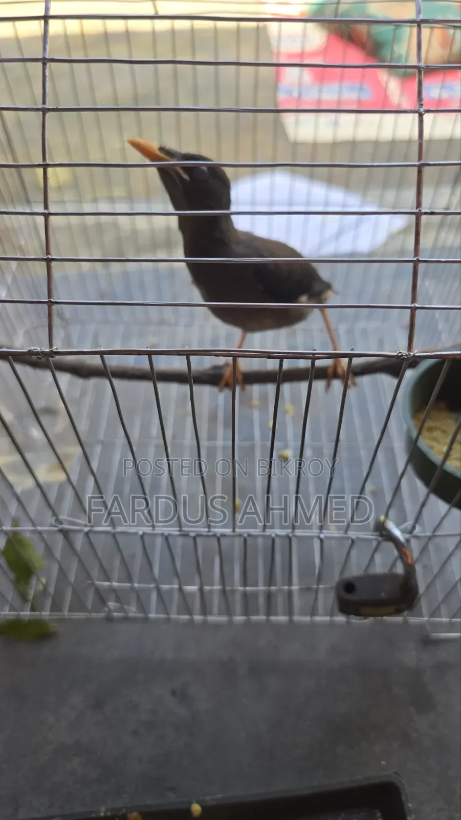Myna Bird