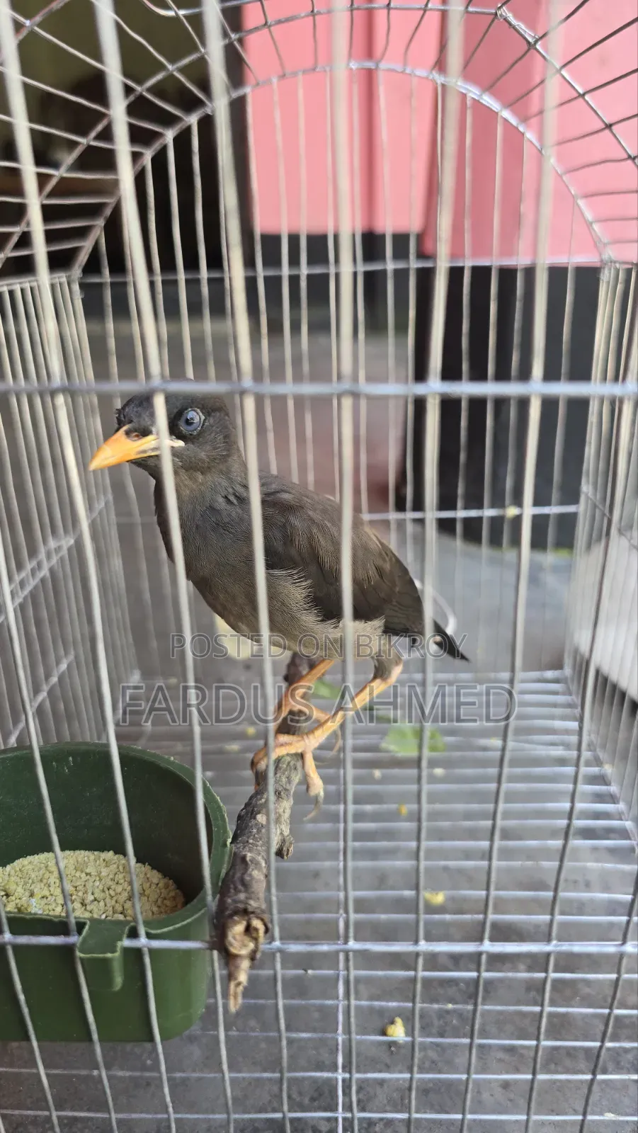 Myna Bird