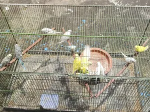 Budgerigar bird for sale