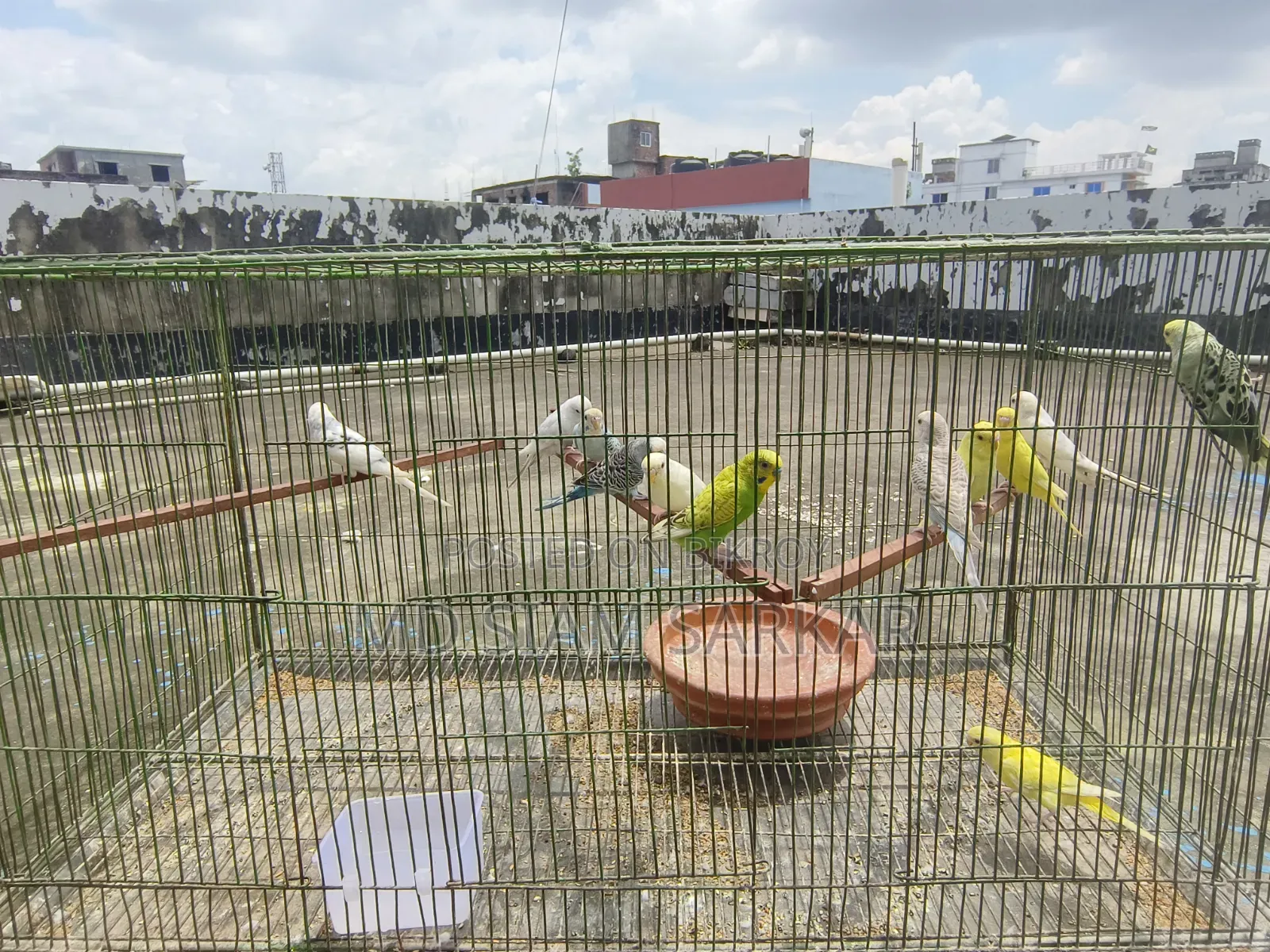 Budgerigar bird for sale