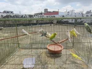 Budgerigar bird for sale