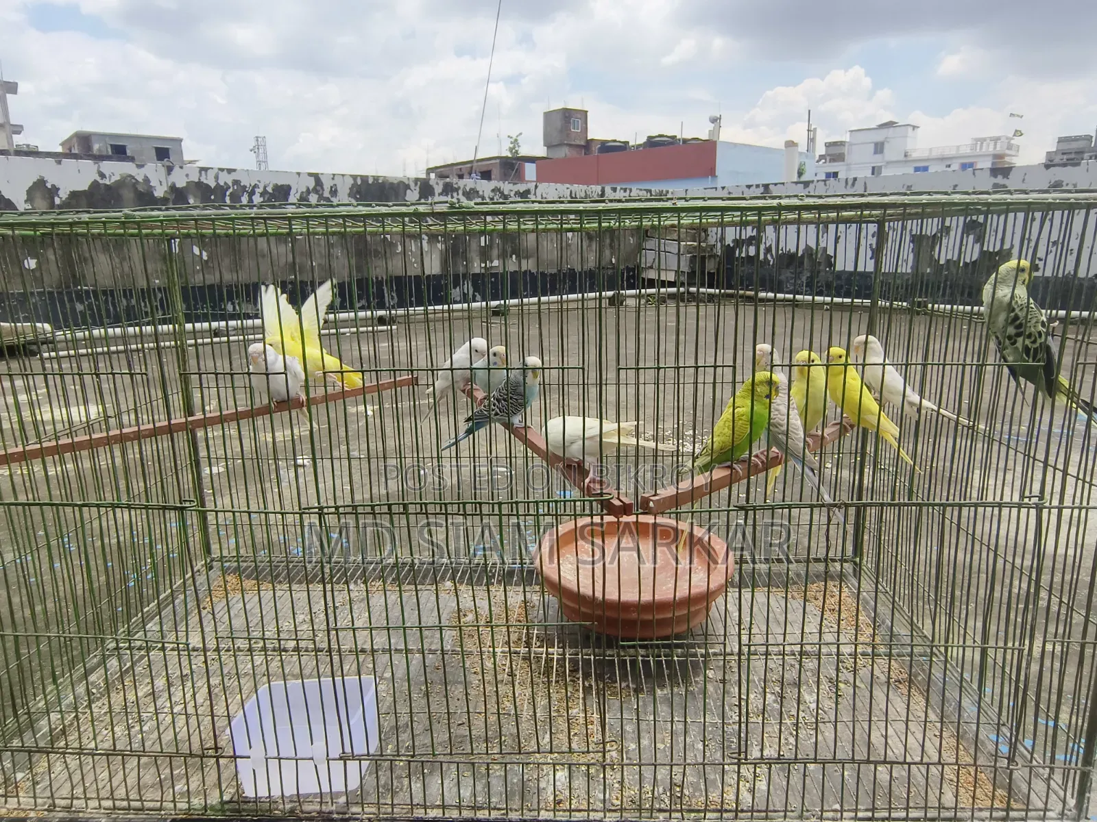 Budgerigar bird for sale