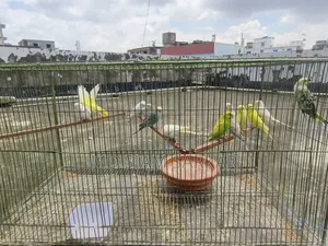 Budgerigar bird for sale