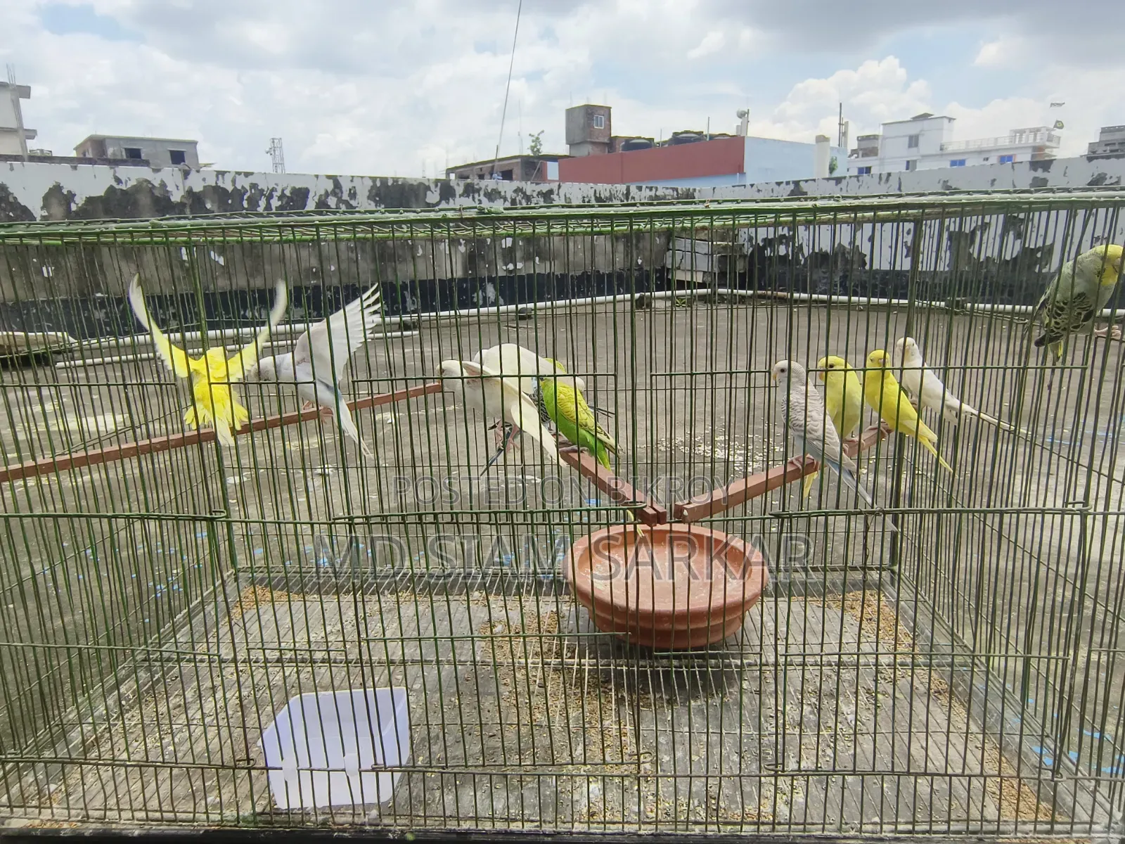 Budgerigar bird for sale