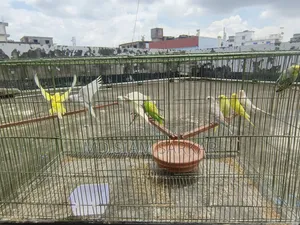 Budgerigar bird for sale