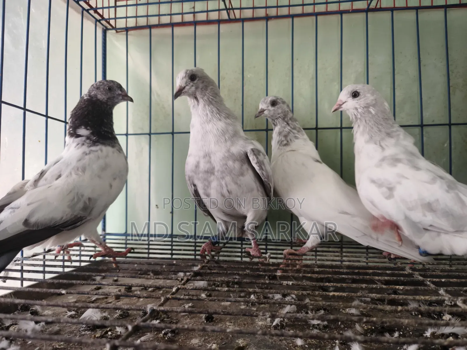 Pigeons for sale