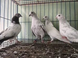 Pigeons for sale