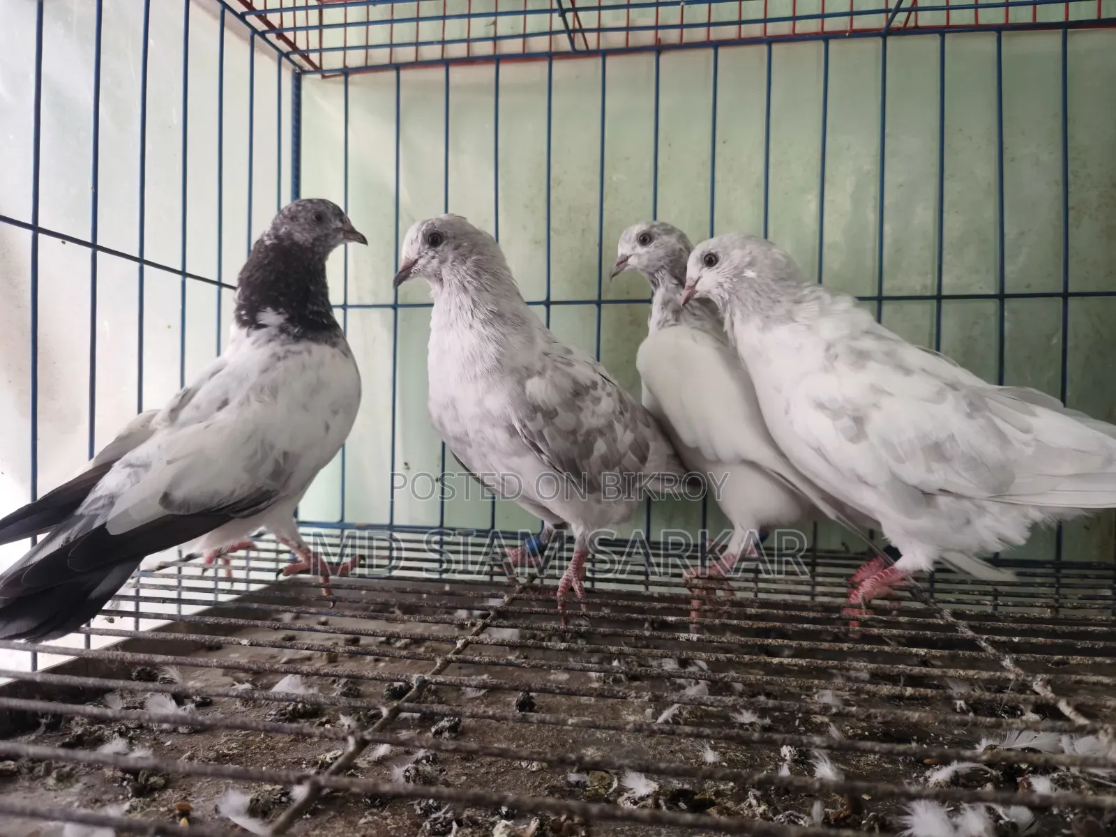 Pigeons for sale