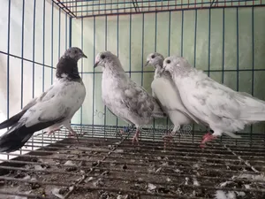 Pigeons for sale