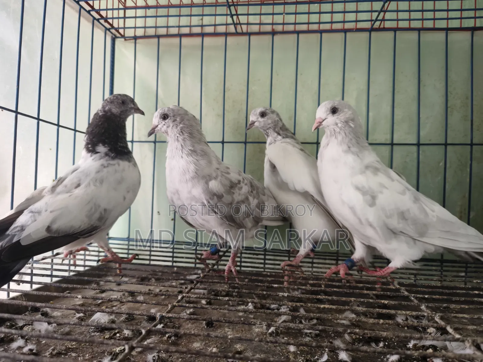 Pigeons for sale