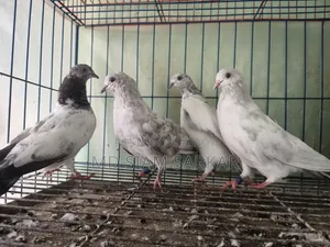 Pigeons for sale