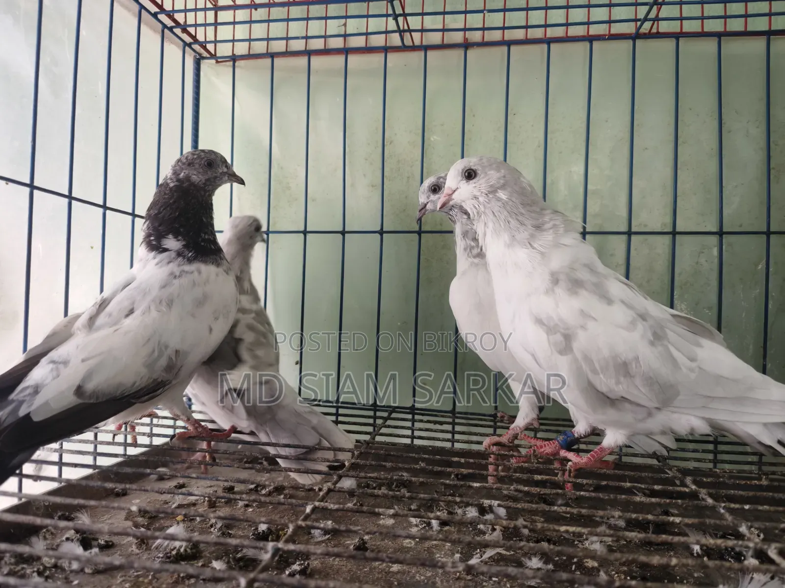 Pigeons for sale