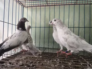Pigeons for sale