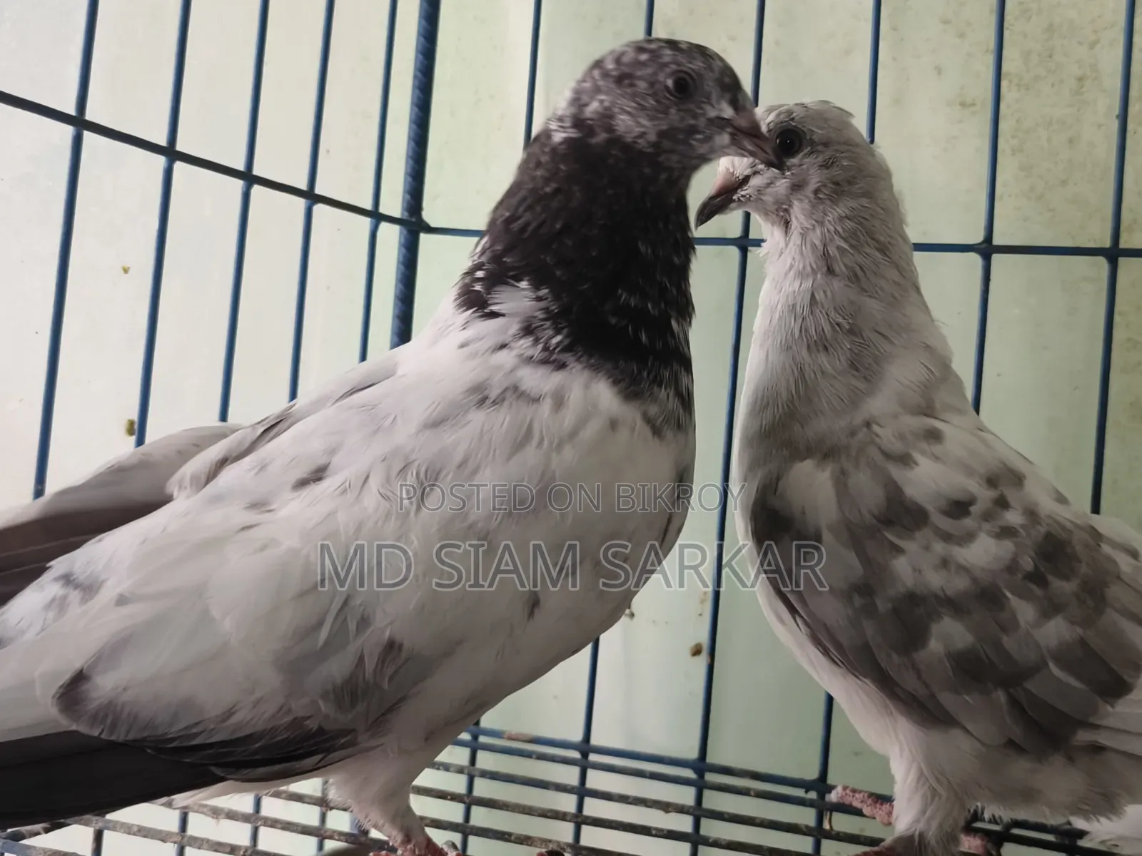 Pigeons for sale