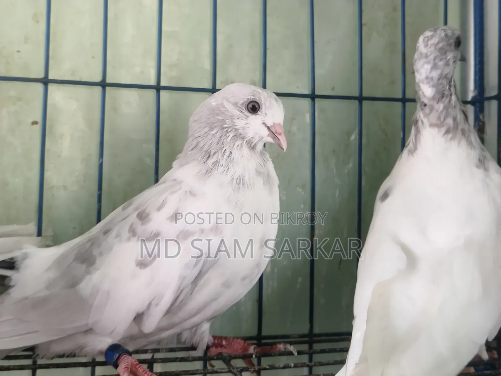 Pigeons for sale
