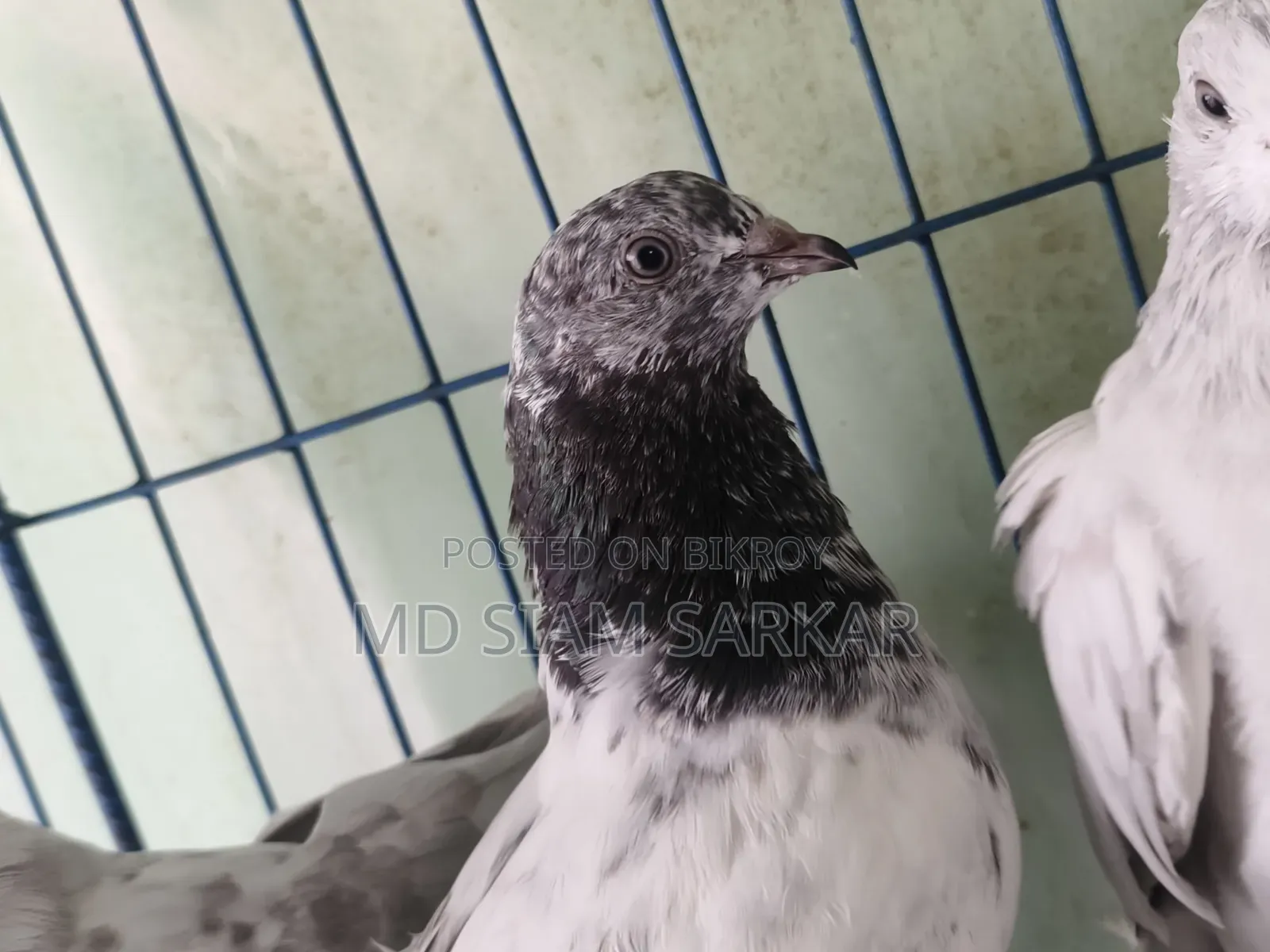Pigeons for sale
